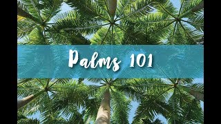 Palms 101 Part 2 [upl. by Barram]