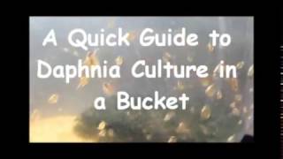 How to culture daphnia outside [upl. by Nariko36]