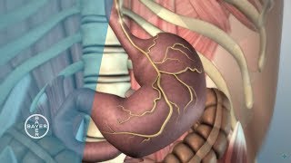 How does the Stomach Function [upl. by Chouest]