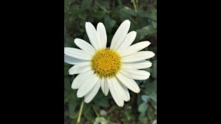 Shasta Daisies Cutting Back and Propagating The Cuttings [upl. by Yrmac]