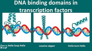 DNA Binding motifs overview [upl. by Oicangi]