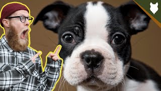 What To Do With A NEW BOSTON TERRIER PUPPY [upl. by Ahsikym353]