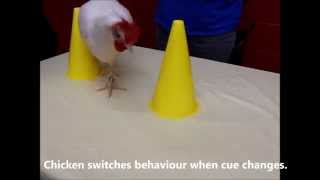 Smart Chicken Teaching Chickens with operant conditioning [upl. by Audrie]