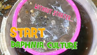 How to culture daphnia moina the easy way 1  Starting the Daphnia culture [upl. by Worrell]