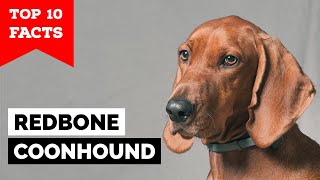 Redbone Coonhound  Top 10 Facts [upl. by Robinson]