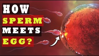 How Sperm Meets an Egg to Fertilize  How Fast Sperm Travels to the Egg SCIENCE EXPLAINED [upl. by Sleinad717]