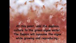 Daphnia  How to grow daphnia in your home [upl. by Anihpesoj945]