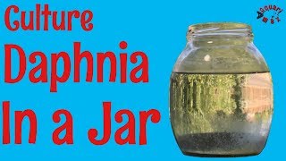 How to Culture Daphnia in a Jar [upl. by Sewell]