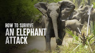 How to Survive an Elephant Attack [upl. by Akila]