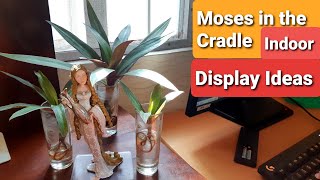 Tradescantia Moses in the Cradle  Indoor Plant in Glass Idea [upl. by Dinnie]