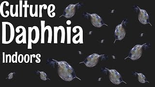 How to Culture Daphnia [upl. by Latashia736]