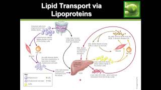 All About Cholesterol amp Lipoproteins LDL HDL VLDL [upl. by Yanaj]