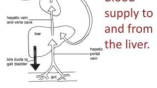 Liver structure and function [upl. by Rehtaeh]