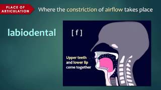 Introduction to Articulatory Phonetics Consonants [upl. by Gehlbach]