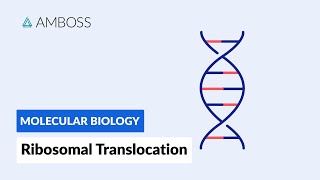 Ribosomal Translocation To the Endoplasmic Reticulum [upl. by Fornof]