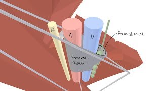 3D Tour of the Femoral Triangle [upl. by Prisca]