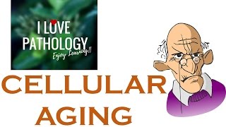 CELLULAR AGING Telomeres amp Telomerase Sirtuins [upl. by Hebrew]