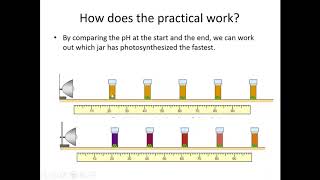 Y10 Photosynthesis core practical [upl. by Linnea]