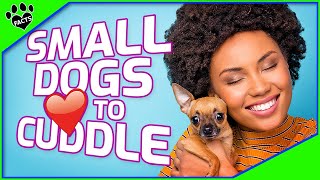 Top 10 Small Dogs That Love to Cuddle  Most Affectionate Small Dog Breeds [upl. by Anyek]