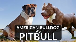 PITBULL vs AMERICAN BULLDOG [upl. by Gauthier]