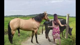 My sister training care her lovely horse in beginner 2021 [upl. by Winshell]