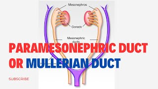 Paramesonephric Duct Or Mullerian Duct Simplified  Embryology [upl. by Neehahs]