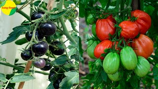 11 Tipos de Tomates [upl. by Hatty359]