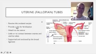 046 Female duct system [upl. by Emma]