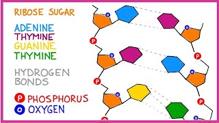 DNA Molecule Structure [upl. by Clementi]