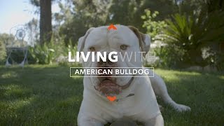 ALL ABOUT LIVING WITH AMERICAN BULLDOGS [upl. by Elboa]