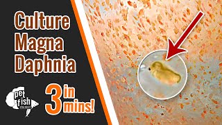 How to culture DAPHNIA MAGNA  The easy way [upl. by Aronid]