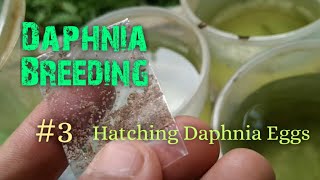 Daphnia Culture made simple and easy 3  Hatching Daphnia eggs [upl. by Aeresed]