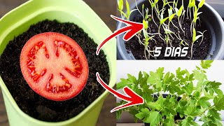 🍅🍅 Germinar tomates en 5 días en casa  Sembrar plantar y cultivar tomates [upl. by Jeraldine183]