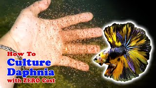 How to Culture Daphnia with ZERO Cost  Unlimited Live Food For Our Fish [upl. by Aikram735]