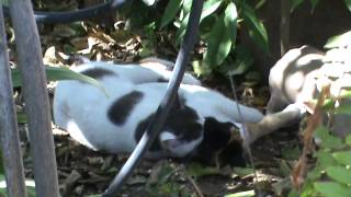 Cat mating season How cats make love 2014 feb 19th wed 1 40pm M2U00583 [upl. by Settera]