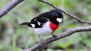 Rosebreasted Grosbeak Portrait [upl. by Batha773]