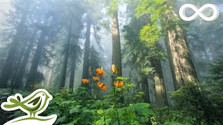 Sunny Mornings Beautiful Relaxing Music with Piano Guitar amp Bird Sounds by Peder B Helland [upl. by Ennairrac]