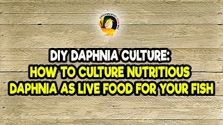 DIY Daphnia Culture How to Culture Nutritious Daphnia as Live Food for Your Fish [upl. by Delilah]