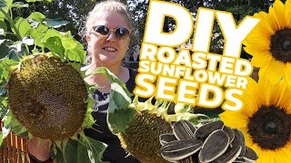 DIY Harvesting amp Roasting Sunflower Seeds 5 DIFFERENT FLAVORS [upl. by Andra]