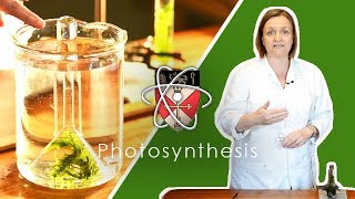 Rates Of Photosynthesis  GCSE Science Required Practical [upl. by Lane700]