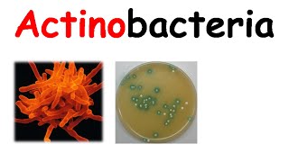 Actinobacteria [upl. by Rae]