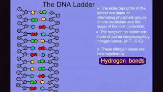 DNA Structure [upl. by Gaylor105]