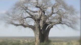 Tanzania traditional music  Naa Bua [upl. by Alasteir155]