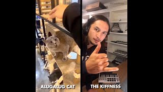 Alugalug Cat X The Kiffness Soulful Singing Cat Live Looping Remix [upl. by Gaudette]