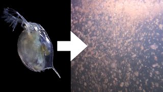 How I Culture Daphnia [upl. by Aduhey]