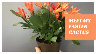 Meet My Easter Cactus Repotting amp Propagating [upl. by Hehre]