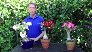 How to Grow Desert Rose [upl. by Nollahs]