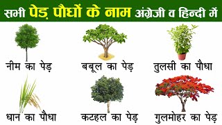 Plants and Trees Names In English And Hindi With Pictures  पौधों और पेड़ों का नाम [upl. by Hakeber547]