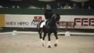 Dressage Horses Dressur Pferde Jumpstyle Music [upl. by Nysila]