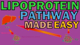 Introduction To The Lipoprotein Pathway Chylomicrons LDL VLDL HDL  PART 13 [upl. by Dougherty912]